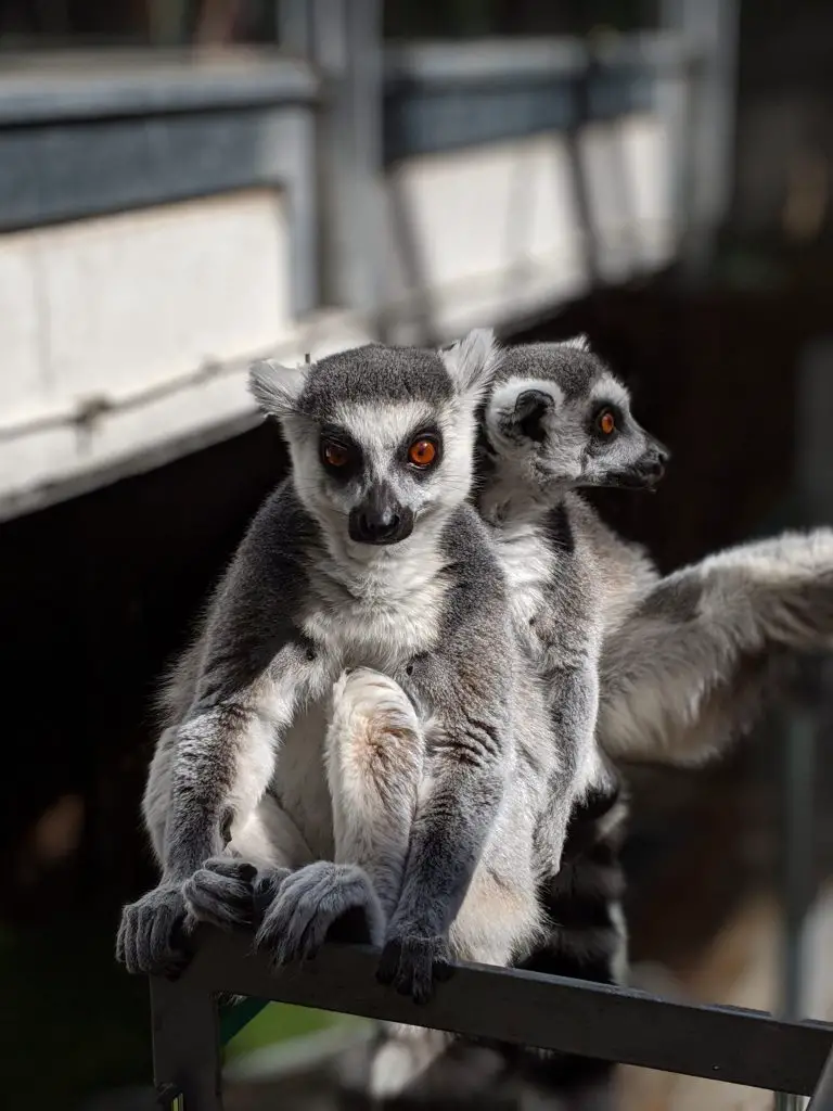 The lemurs at the Bio Domo in Granada Science Park