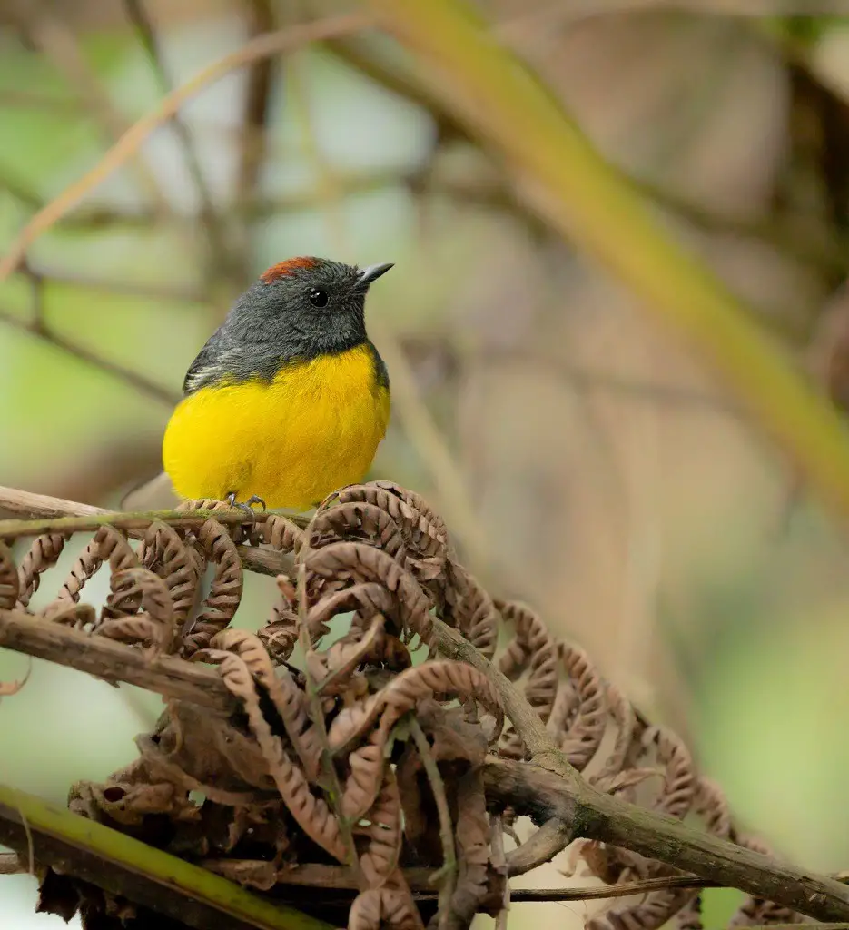 Bird watching in La Romera, Colombia