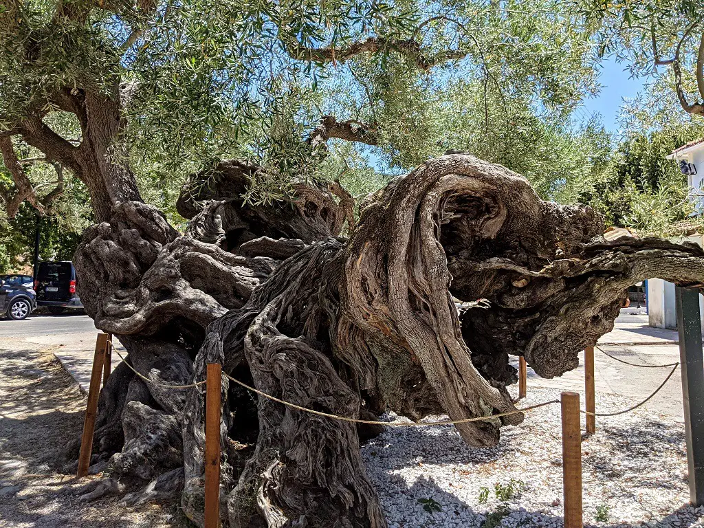 Exo Chora and the Oldest Olive Tree