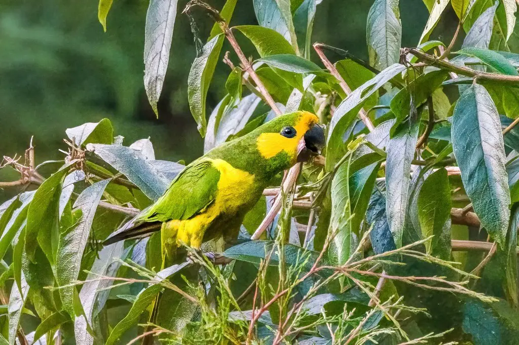 The Complete Guide To Jardin, Colombia
Take A Bird Watching Tour 