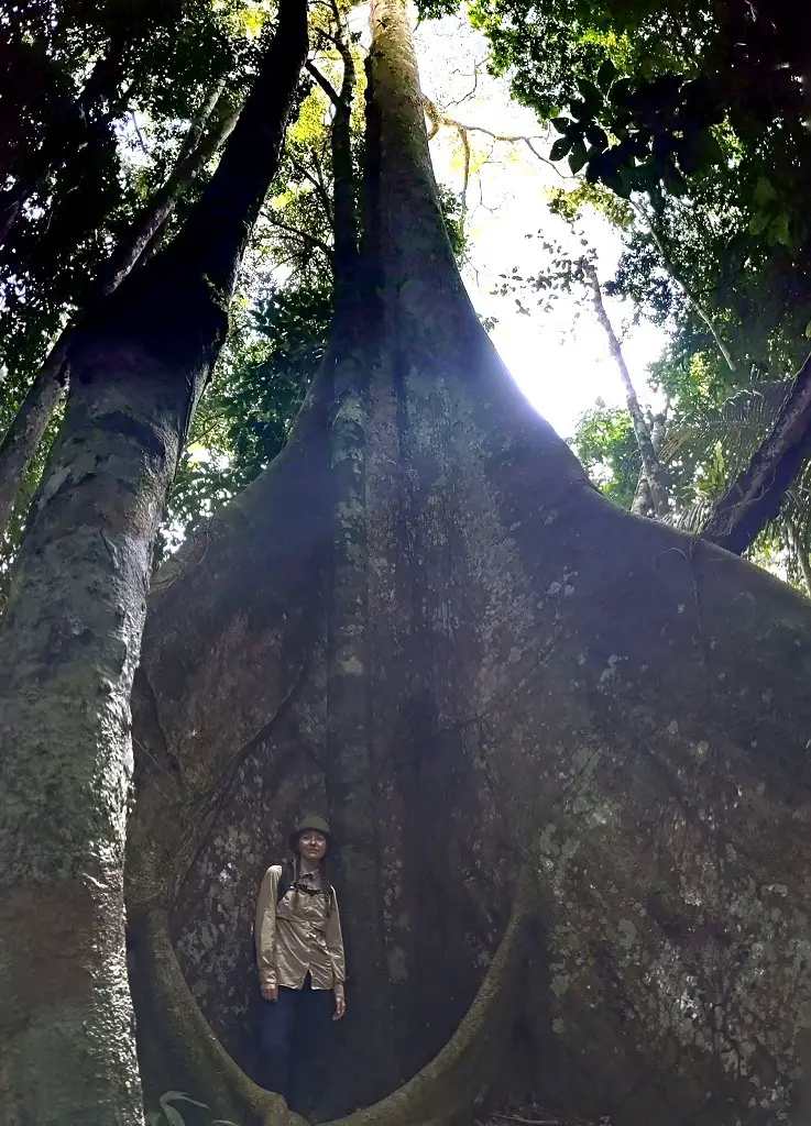 Amazon tour: Jungle trek