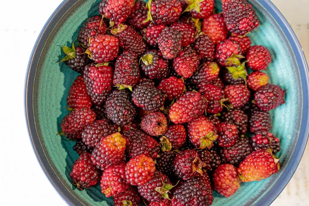Must Try Fruit In Colombia: Mora (Rubus glaucus)