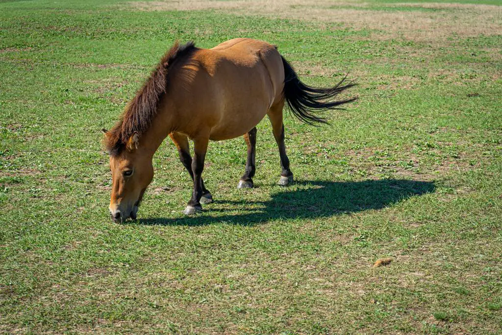 Przewalski’s horse