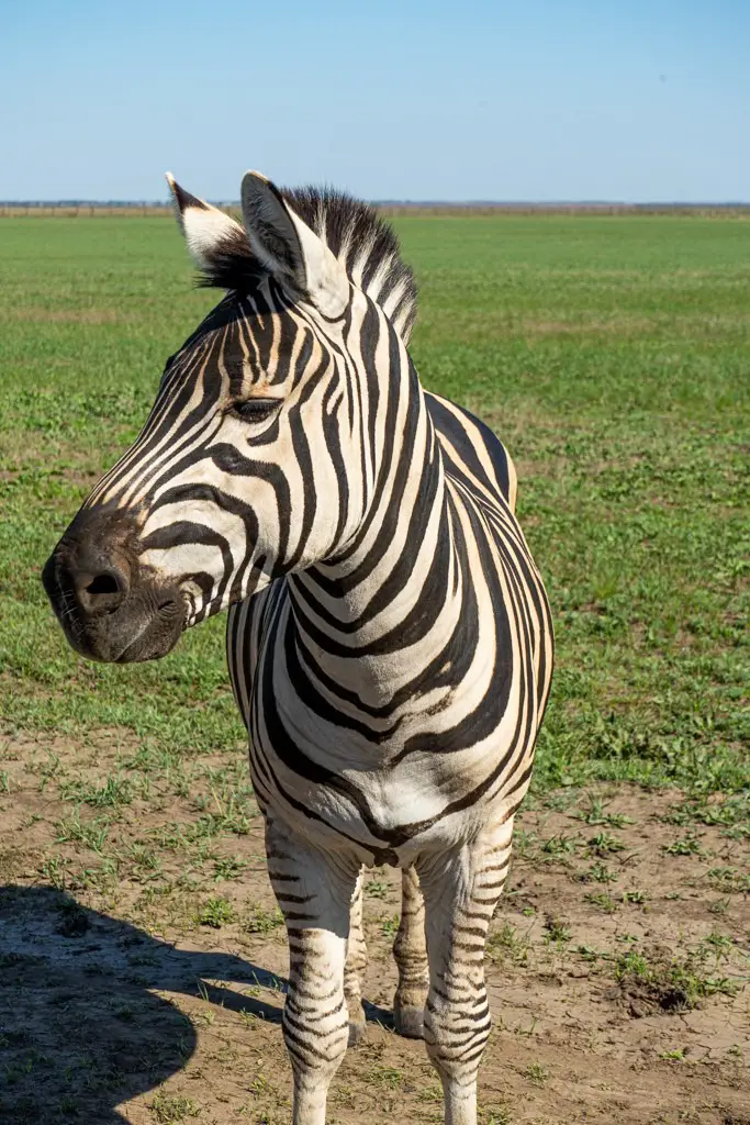 Zebra, Askania-Nova